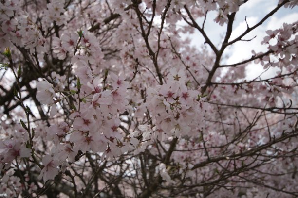 樱花盛开图片下载