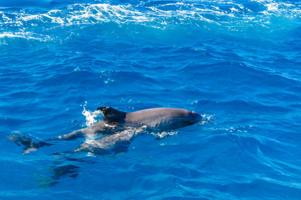 埃及洪加达附近红海中的海豚图片下载