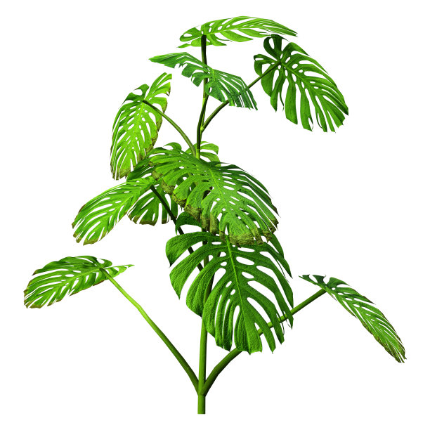 3D插图上的怪物植物白色图片下载