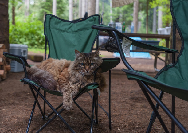懒洋洋地躺在野营椅上的猫图片下载