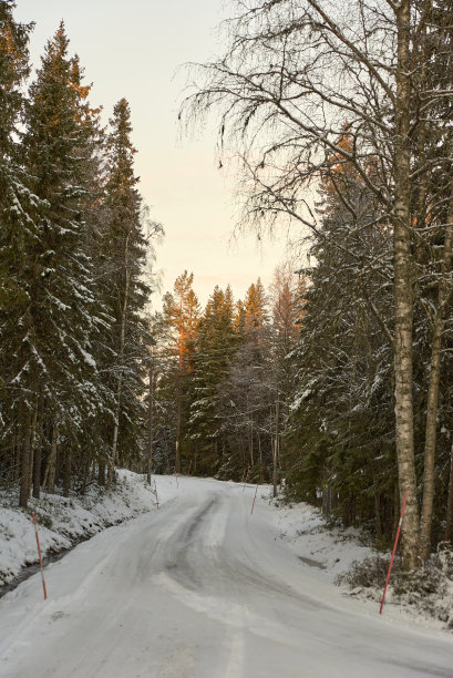 穿过森林的冬季道路图片下载