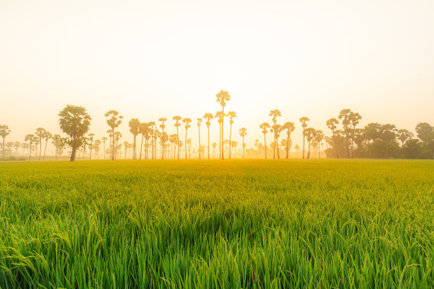 在泰国巴吞他尼的东滩Sam Khok，在黄昏的时候，亚洲巴尔米拉棕榈树或糖棕榈树和绿色的稻田的景色图片下载
