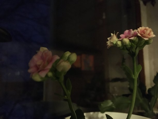 窗户上绽开了粉红色家花的第一个花蕾图片下载