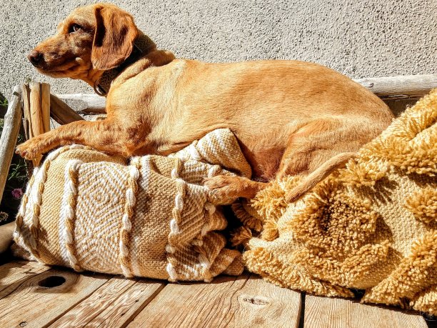 狗坐在户外的特写镜头图片下载