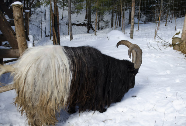 麝牛在农场里吃草图片下载
