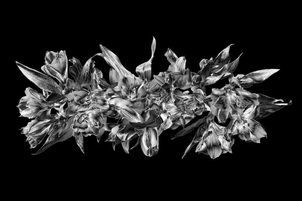 银色花束暗黑色背景孤立特写，美丽的黑白色花束，闪亮的灰色金属叶，花枝，装饰性边框图案，设计元素，复古装饰图片下载