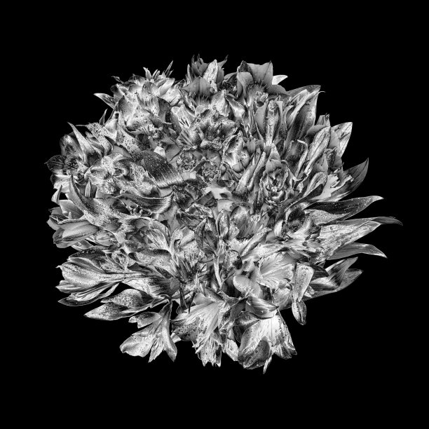 银色花圆花束暗黑色背景孤立近处，美丽的黑白色花束，闪亮的灰色金属叶，花枝，花纹，设计元素，复古装饰图片下载