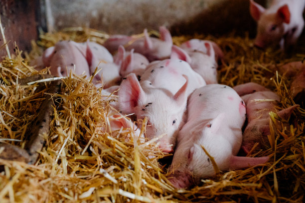 家畜农场的小猪图片下载