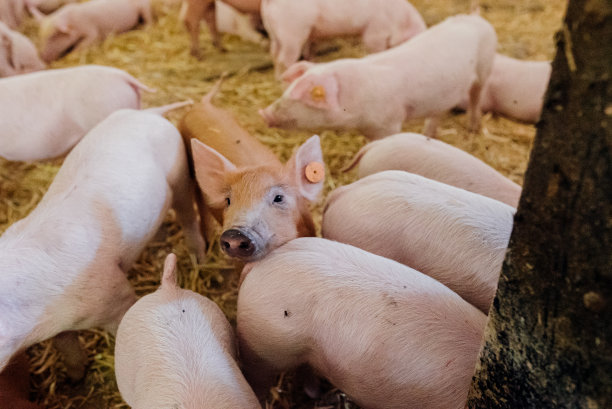 家畜农场的小猪图片下载