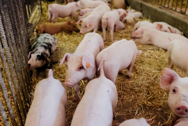 家畜农场的小猪图片下载