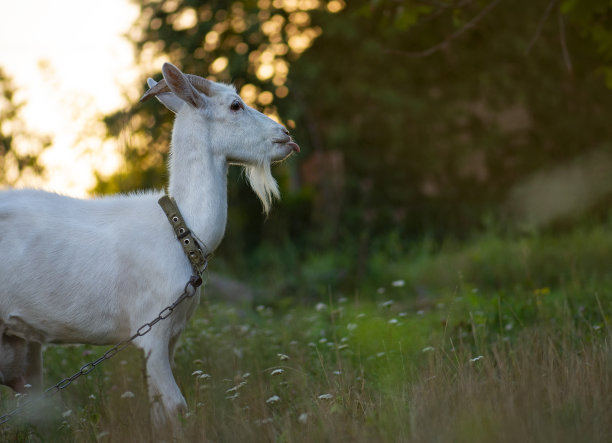 草地上友善的山羊。图片下载