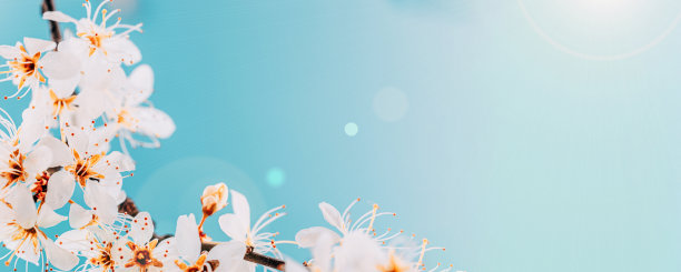 4月自然花卉。春天花开，五月花蓝。为条幅，枝上樱花盛开作背景。梦幻浪漫形象，景观全景，复制空间。图片下载