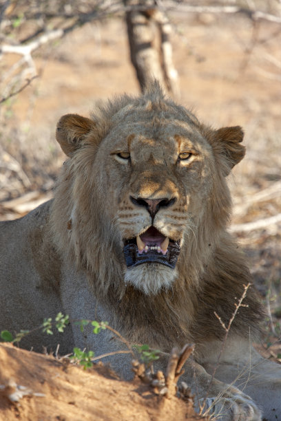 阴暗处的狮子图片下载