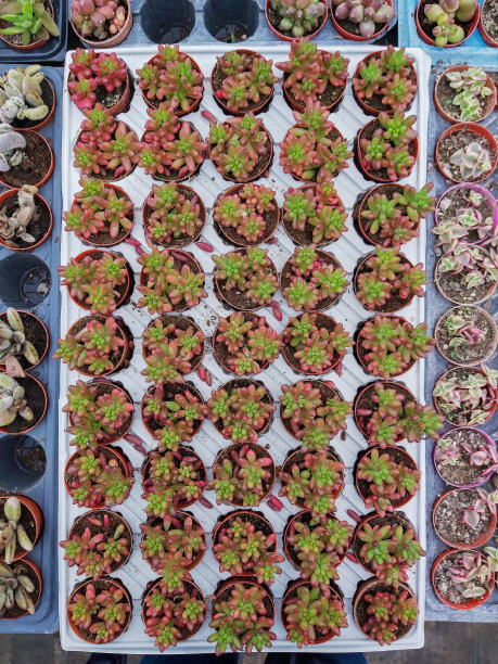 棕色塑料盆里的小植物。图片下载