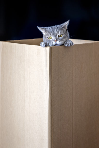 硬纸盒里的英国短毛猫图片下载