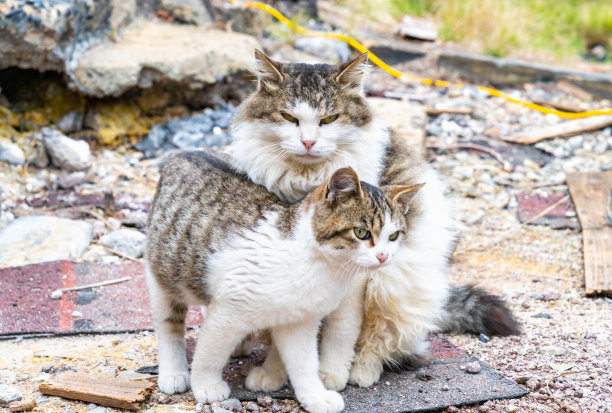 流浪猫父母和孩子的照片图片下载