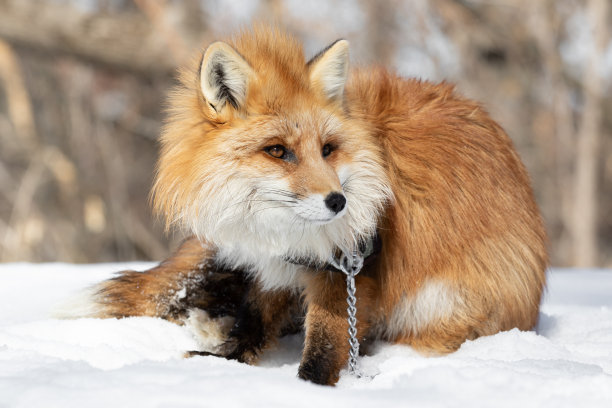 画中的是冬日森林里一只被拴着的家养红狐。那只狐狸被链子拴在画框的中央。被皮带拴住的野兽。虐待动物。监禁。高质量的照片图片下载