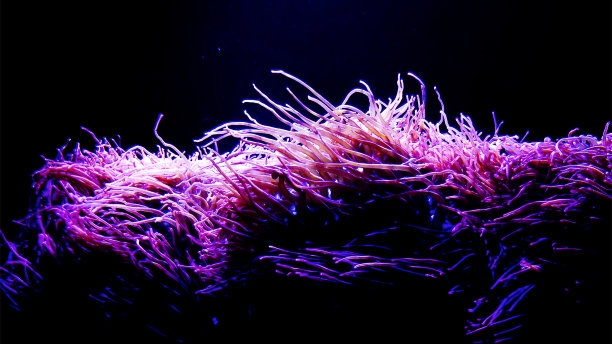 海浪中的海葵图片下载