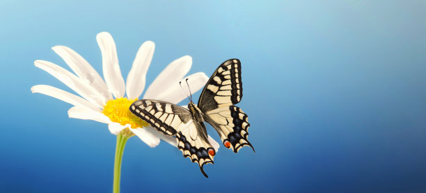 蝴蝶坐在洋甘菊花上。蝴蝶有美丽的翅膀。宏。近距离图片下载