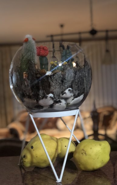 温柏树和仙人掌图片下载