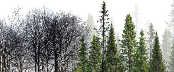 在白色上孤立的光秃秃的常绿森林的条纹图片下载