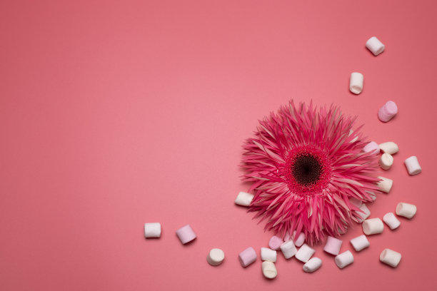 花朵和棉花糖在粉红色的背景，与自由空间的文字。图片下载