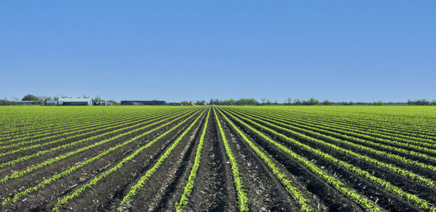 新鲜种植的玉米图片下载