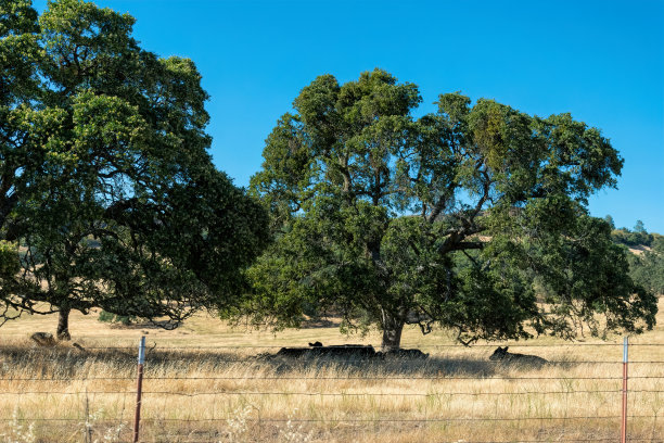 加州农村景观。田野和放牧的奶牛图片下载