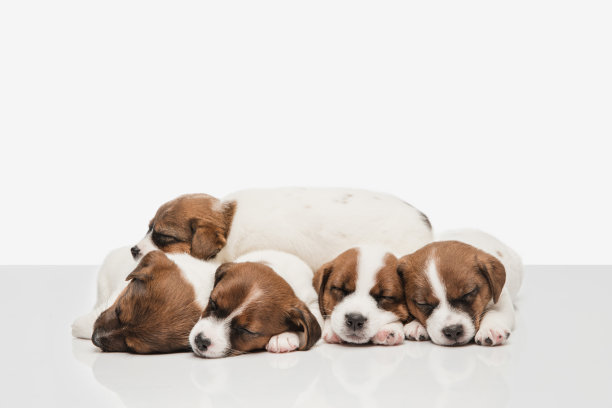 五只可爱的杰克罗素梗小狗孤立在白色的背景上。图片下载