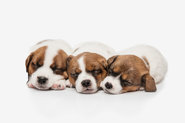 三只可爱的杰克罗素梗小狗孤立在白色的背景上图片下载