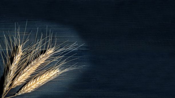 蓝色木桌上放着金色的黑麦穗子。空间背景,副本。图片下载