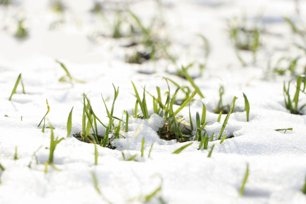 在阳光明媚的日子里，绿色的草在雪地里生长，特写图片下载