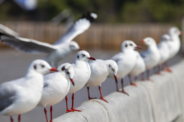 一只海鸥栖息在混凝土上，背景模糊不清。图片下载