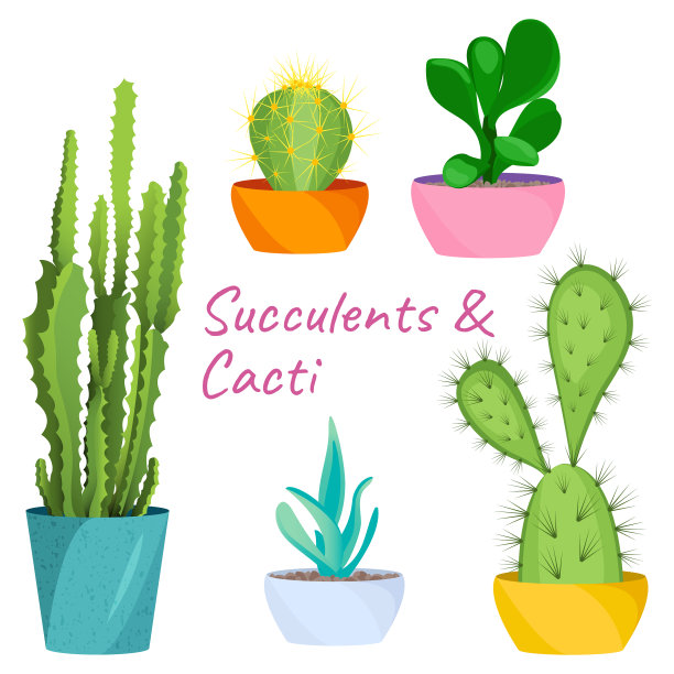 多肉植物和仙人掌图片下载