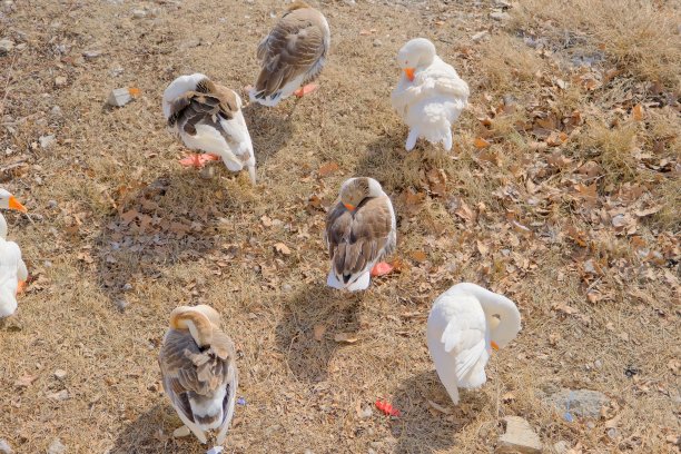 一群鸭子在戈里亚兹的乌卢阿巴特湖岸边睡觉图片下载