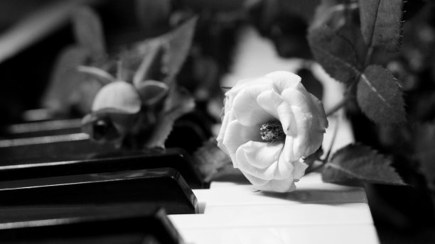 粉红玫瑰在钢琴琴键上如此接近图片下载