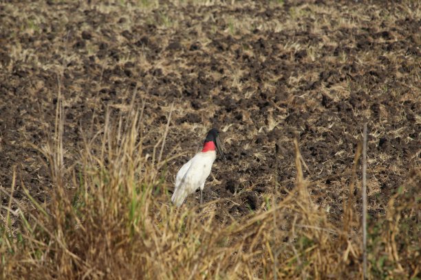 在其自然栖息地，有典型的pantanl。潘塔纳尔，南马托格罗索，巴西图片下载