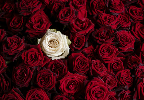 在一大群红玫瑰中，单株白玫瑰图片下载