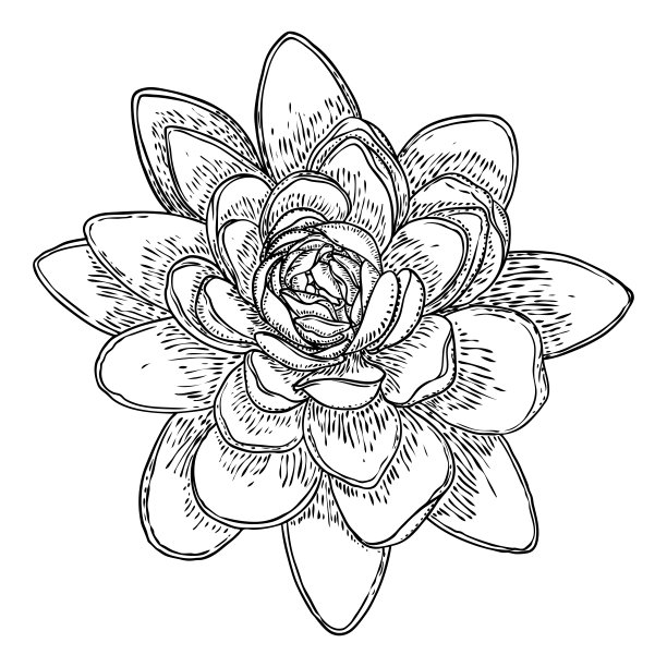 荷花花蕾，线条艺术风格化。莲花盛开。黑白花，手工画孤立的水塘百合花。身心设计元素。向量。图片下载