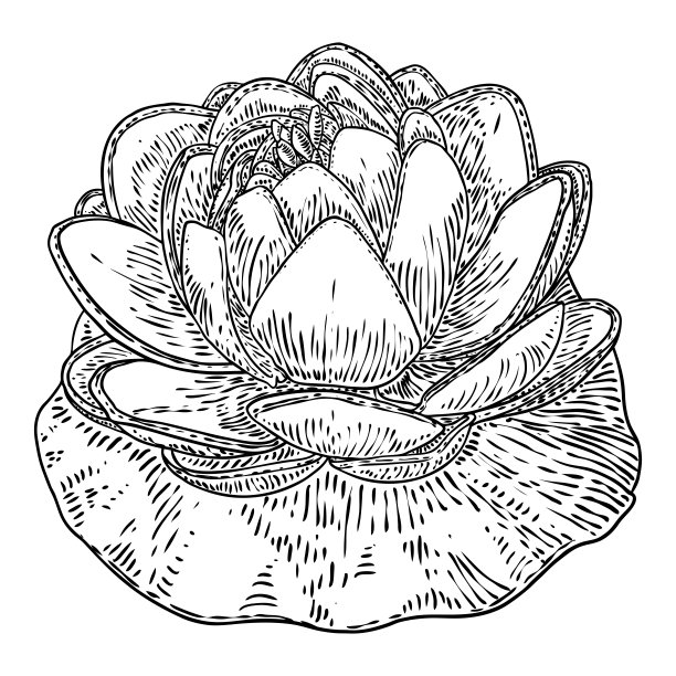 荷花和叶。睡莲花植物学素描。印度宗教中纯洁和启蒙的象征。黑白花，手工画孤立的水塘百合花。向量。图片下载