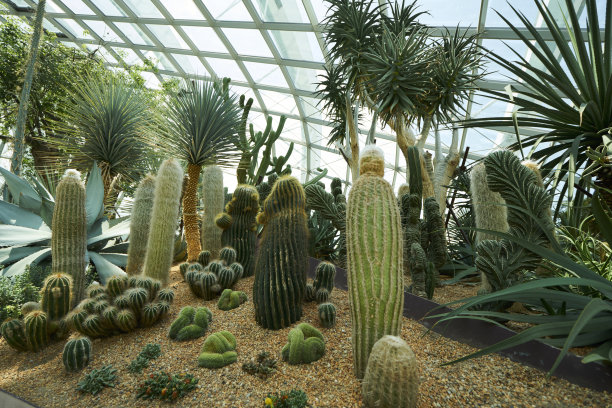 仙人掌在花园图片下载