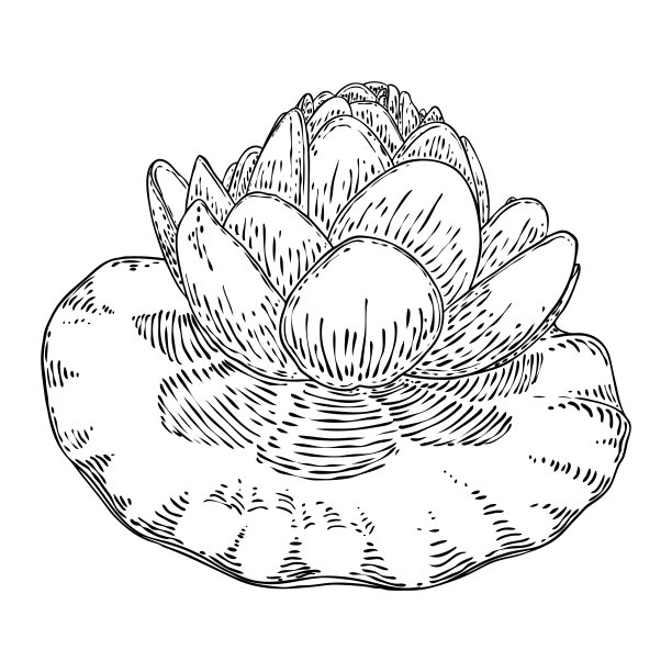 荷花和叶。睡莲花植物学素描。印度宗教中纯洁和启蒙的象征。黑白花，手工画孤立的水塘百合花。向量。图片下载