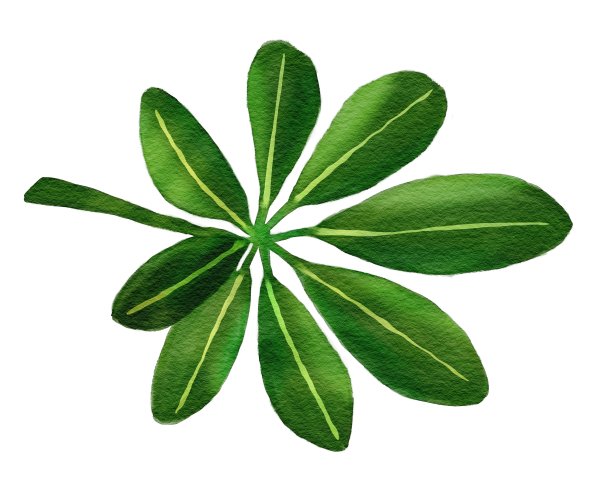 水彩花卉插图与热带绿叶问候，壁纸，时尚，婚礼，文具，背景，纹理，DIY，包装纸，明信片图片下载