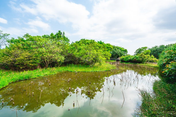 湿地风景优美图片下载