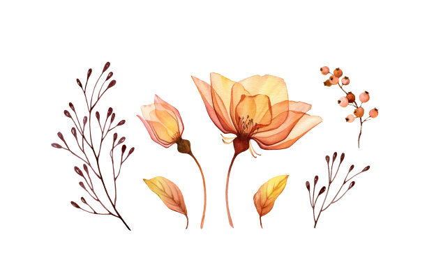 水彩花卉。收集黄色透明的玫瑰、叶子和浆果。手绘隔离设计。植物插画的婚礼设计，贺卡图片下载