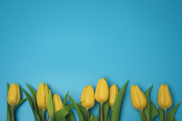 黄色郁金香在蓝色的背景，与自由的文字空间。图片下载