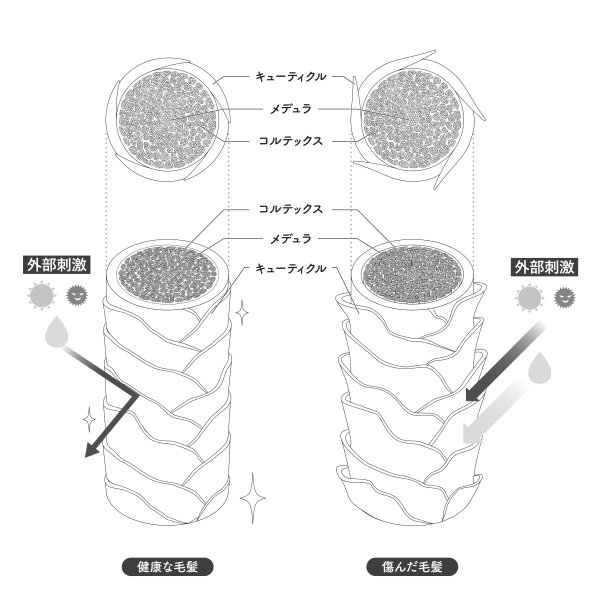 头发截面4_2图片下载