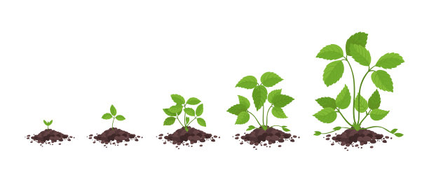 草莓植物生长阶段。没有鲜花和果实，只有草叶。草莓属发展。矢量图。图片下载