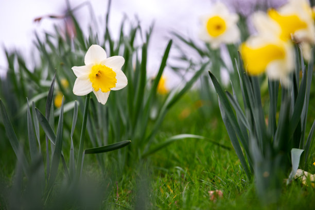 草地上的水仙花图片下载