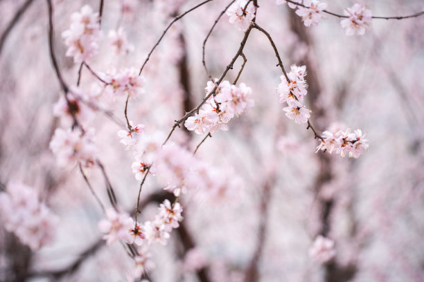 春天樱花盛开图片下载